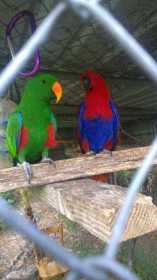 Stolen Eclectus