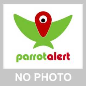 Stolen Eclectus