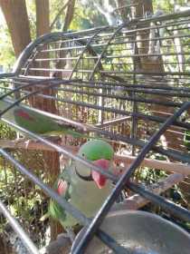 Stolen Alexandrine