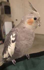 Stolen Cockatiel