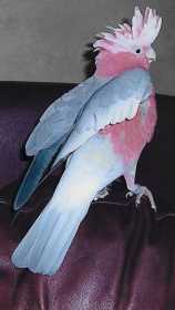 Stolen Galah Cockatoo