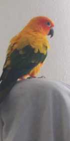 Stolen Conure