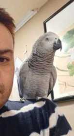 Stolen African Grey