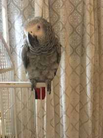 Stolen African Grey