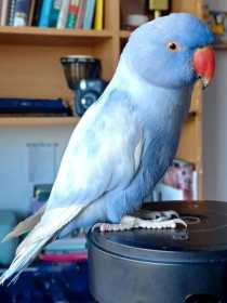 Stolen Indian Ringneck Parakeet