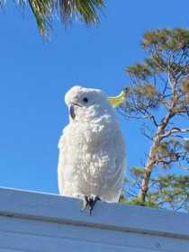 Sighting Cockatoo