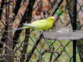 Sighting Parakeet