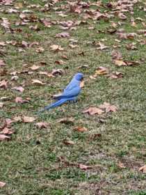 Sighting Indian Ringneck Parakeet