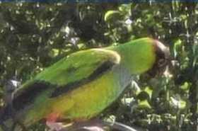 Sighting Nanday / Black-Hooded Parakeet