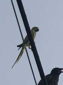 Sighting Indian Ringneck Parakeet