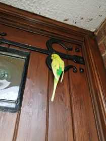 Sighting Budgerigar