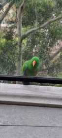 Sighting Eclectus