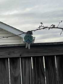 Sighting Conure