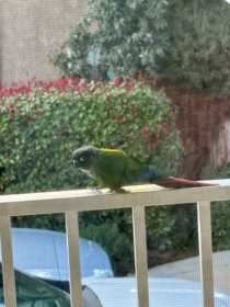 Sighting Conure