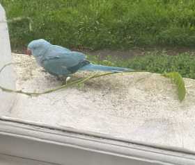 Sighting Indian Ringneck Parakeet