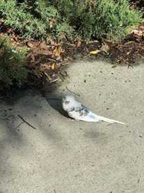 Sighting Budgerigar