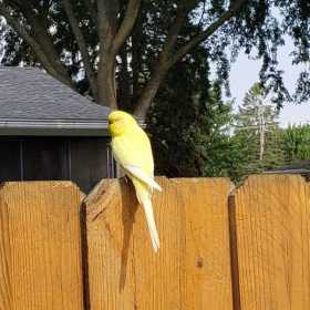 Sighting Parakeet