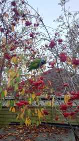 Sighting Bird / Parrot