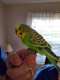 Parakeet