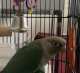 Conure