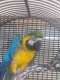 Macaw