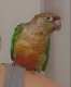 Conure