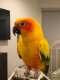 Conure