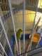 Budgerigar