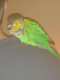 Conure