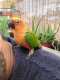 Conure