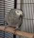 African Grey