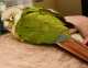 Conure