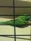 Conure