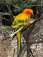 Conure