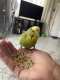 Budgerigar