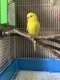 Budgerigar