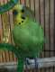 Parakeet