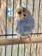 Budgerigar