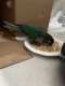 Conure