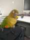 Conure