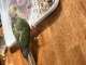 Conure