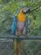 Macaw