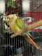 Conure