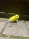 Parrotlet