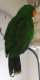 Eclectus