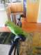 Indian Ringneck Parakeet