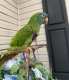 Conure