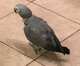 African Grey