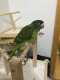 Conure