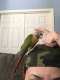 Conure